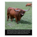 Search for bull posters Animals