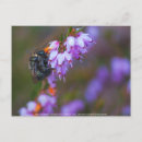 Search for heather postcards Flowers