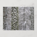 Search for tree trunk postcards Sierra
