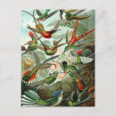 Search for haeckel postcards Illustration