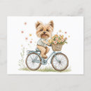 Search for bicycle basket postcards Summer