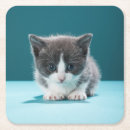 Search for curiosity barware Cat
