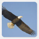 Search for haliaeetus stickers Wild
