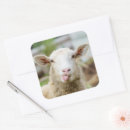 Search for herding stickers Sheep