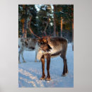 Search for reindeer posters Photography