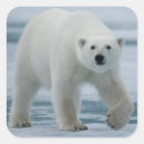 Search for sea bear stickers Carnivore