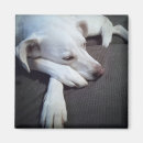 Search for dog sleeping magnets Grey
