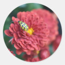 Search for beetle stickers Flower