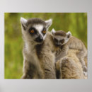 Search for ring tailed posters Africa