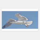 Search for gull stickers Nature