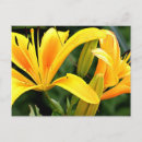 Search for greeting or note postcards Greetings