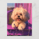 Search for mutt postcards Canine