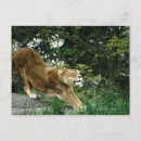 Search for stretch postcards Wildlife