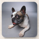 Search for bulldog coasters Mammal