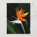 Search for bird of paradise postcards Floral