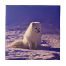 Search for arctic tiles Fox