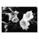 Search for white lilly posters Black
