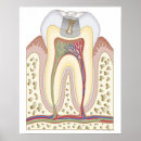 Search for tooth posters Medical
