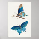 Search for blue butterfly illustration posters Animal