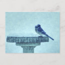 Search for feeders postcards Winter