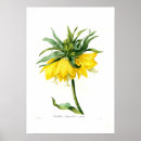 Search for fritillary posters Vintage