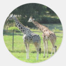 Search for long neck stickers Nature