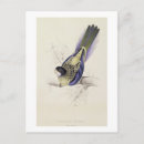 Search for lear postcards Birds