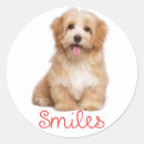 Search for smiling dog stickers Puppies