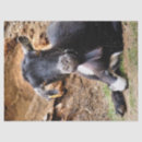 Search for goat tissue paper Funny