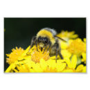 Search for tailes paper posters Flowers