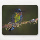 Search for anna photography Hummingbird