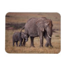 Search for endangered species magnets Elephant