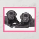 Search for labrador retriever dog postcards Puppies