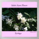 Search for syringa Flower
