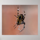 Search for spider web art Macro