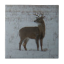 Search for whitetail deer tiles White tailed deer