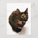 Search for tortoiseshell postcards Calico