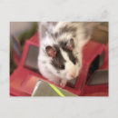 Search for hamster postcards Pet