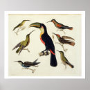 Search for humboldt posters Birds