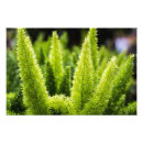 Search for asparagus posters Colour