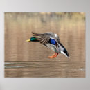 Search for mallard ducks posters Nature