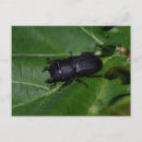 Search for beetles postcards Bug