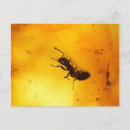 Search for amber postcards Yellow