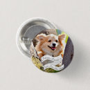 Search for pomeranian accessories Puppy