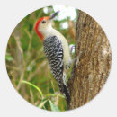 Search for woodpecker stickers Red bellied woodpecker