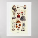 Search for fungi posters Toadstool