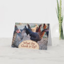 Search for chicken photography Humour