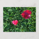 Search for red leaf postcards Natural