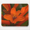 Search for pomegranate computer accessories Flower