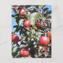 Search for apple postcards Fall